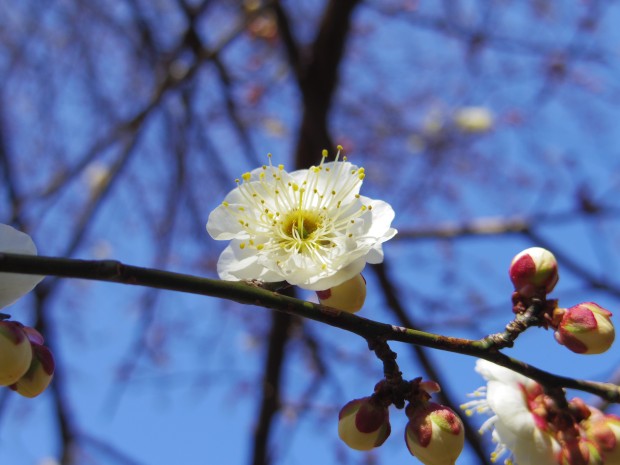 砧公園の梅 - Japanese apricot at Kinuta Park in Tokyo
