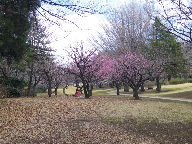 砧公園の梅園 - Japanese apricot trees at Kinuta Park in Tokyo