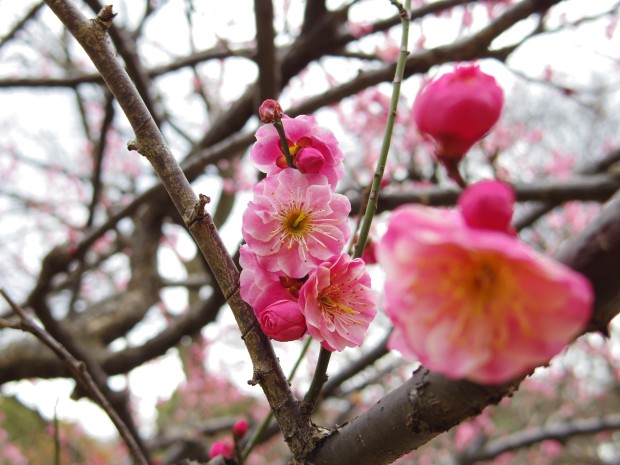 砧公園の梅 - Japanese apricot at Kinuta Park in Tokyo