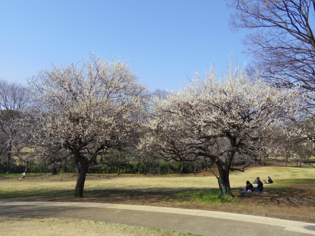 砧公園の梅園 - Japanese apricot trees at Kinuta Park in Tokyo