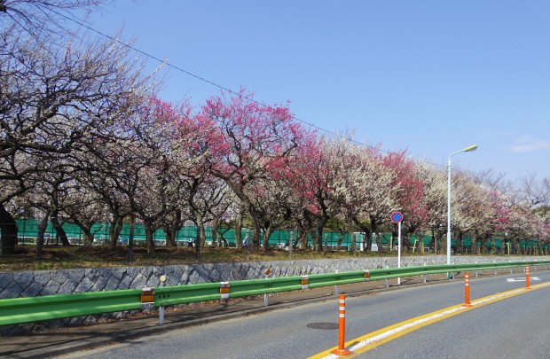 大蔵運動公園の梅園 - Japanese apricot trees at Ookura Undou Park in Tokyo