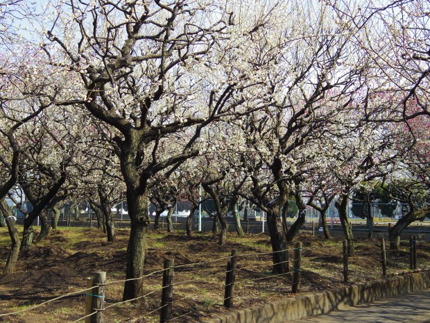 大蔵運動公園の梅園 - Japanese apricot trees at Ookura Undou Park in Tokyo