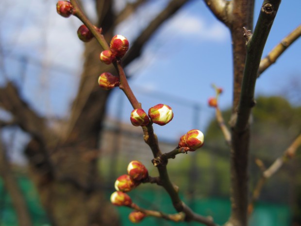 大蔵運動公園の梅 - Japanese apricot at Ookura Undou Park in Tokyo