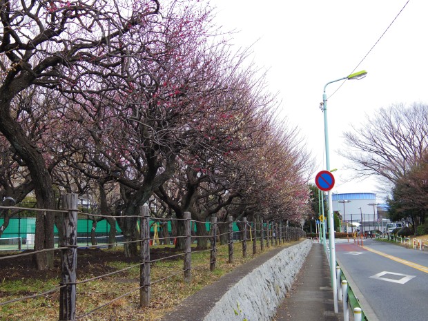 大蔵運動園の梅園 - Japanese apricot trees at Ookura Undou Park in Tokyo