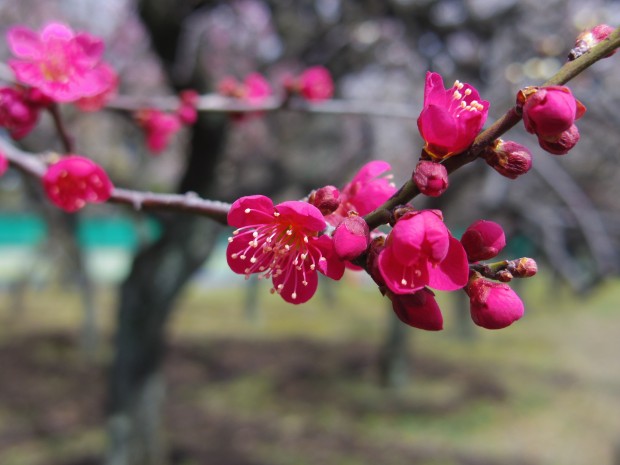 大蔵運動公園の梅 - Japanese apricot at Ookura Undou Park in Tokyo