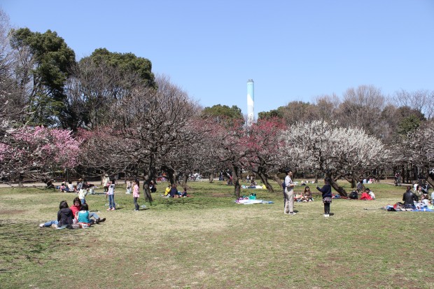 砧公園の梅林 - Japanese apricot trees at Kinuta Park in Tokyo