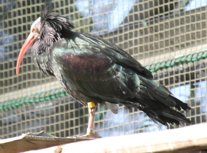 ホオアカトキ - Waldrapp ibis