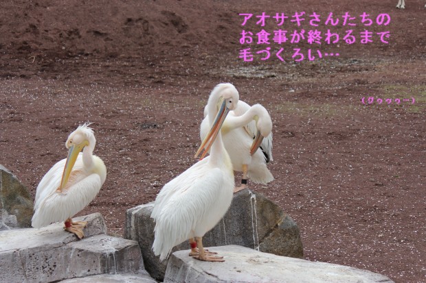 モモイロペリカン - White pelican