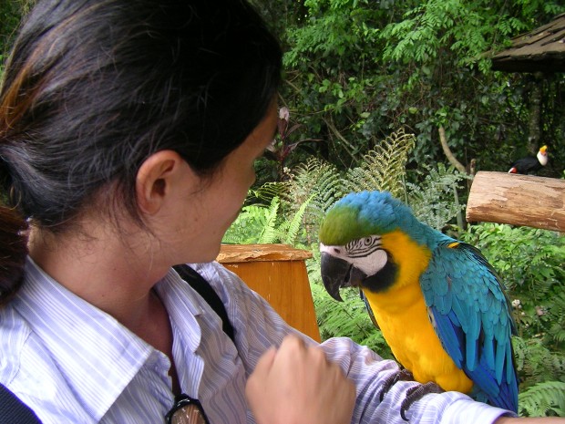 ヤスとルリコンゴウインコ - Yasu and Blue and Yellow Macaw
