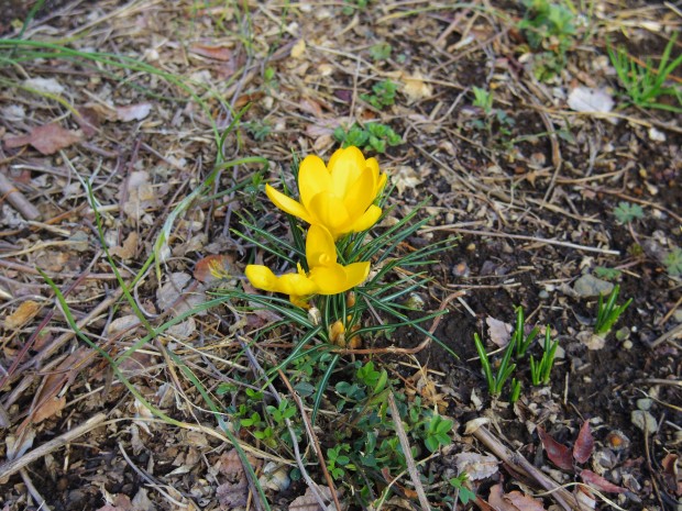 黄色い花 - Yellow flower