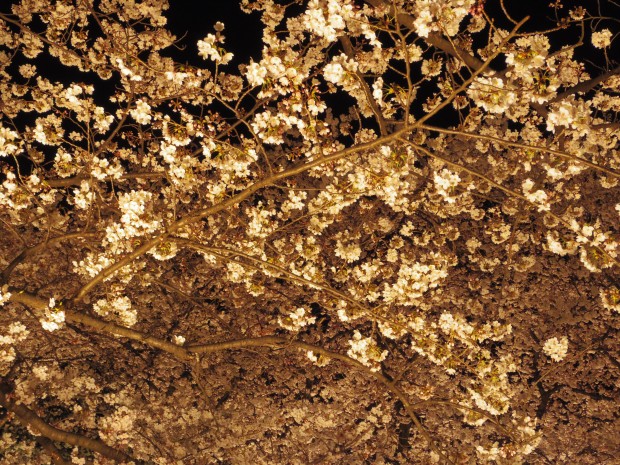 ペンタックスＱで撮った仙川沿いの夜桜のライトアップ - Light-up Japanese cherry blossom trees taken with PENTAX Q at Sen River in Tokyo, Japan