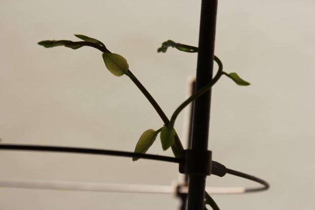 アカザカズラ - Anredera cordifolia