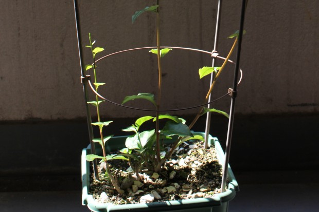 アカザカズラ - Anredera cordifolia