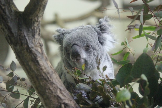 コアラのアヤ - Aya, Koala