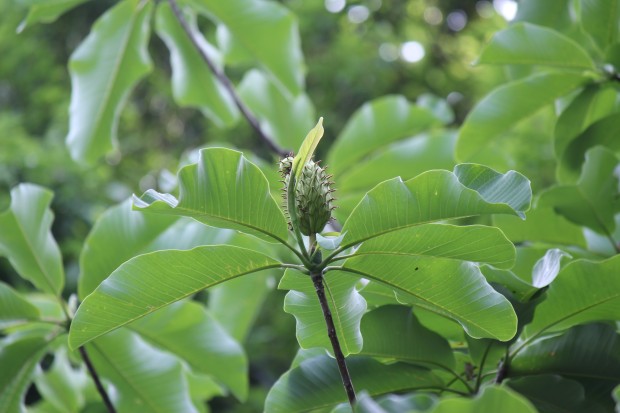 タイサンボク - Evergreen magnolia in Japan