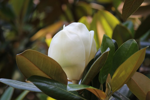 ホソバタイサンボク - Evergreen magnolia in Japan