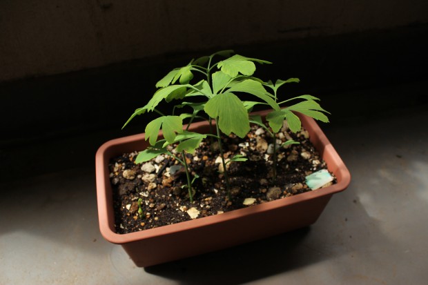 銀杏の新芽 - The ginkgo sprout