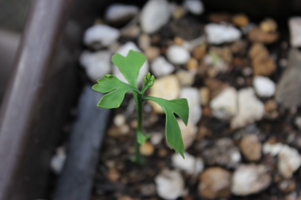 銀杏の新芽 - The ginkgo sprout