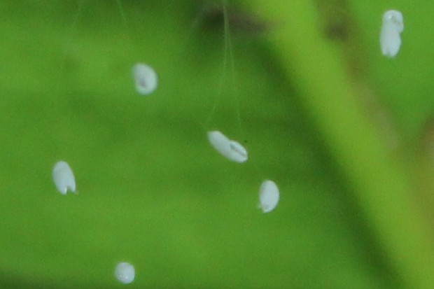 クサカゲロウの卵 - The green lacewing eggs