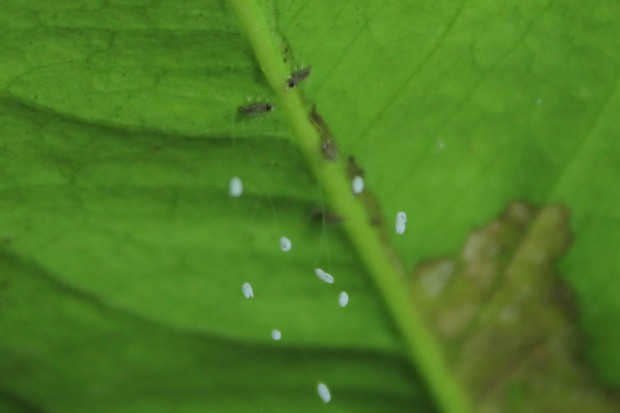 クサカゲロウの幼虫 - The green lacewing larvaes