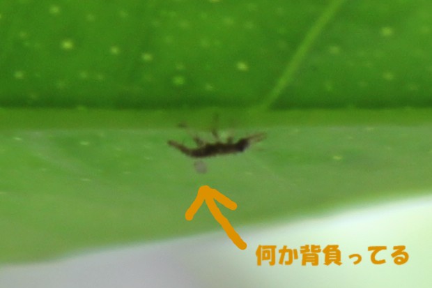 クサカゲロウの幼虫 - The green lacewing larvae