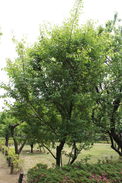 羽根木公園の梅、一の谷 - Ichi No Tani, Japanese apricot trees at Hanegi Park in Tokyo