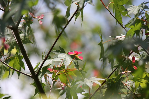 春紅葉 - Japanese maple tree in spring