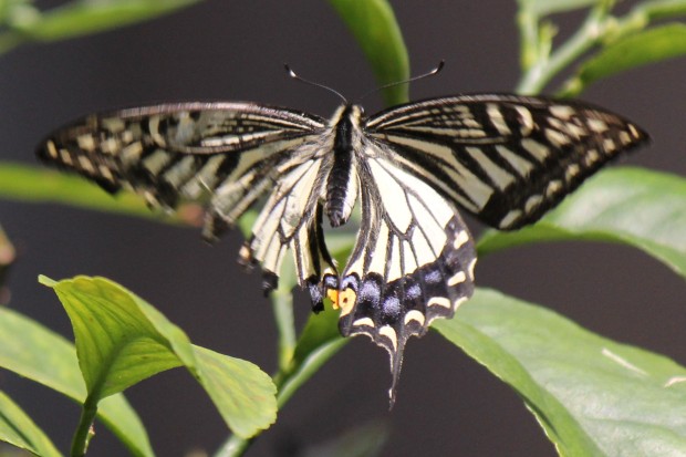 ナミアゲハ - The japanese swallowtail butterfly