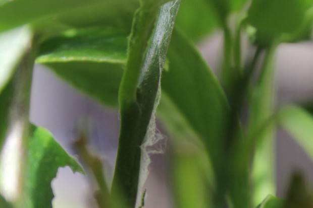 ナミアゲハの幼虫 - The japanese swallowtail butterfly larvae