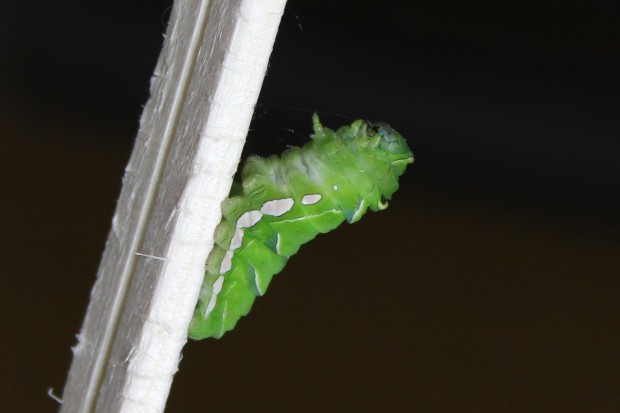 ナミアゲハの幼虫 - The japanese swallowtail butterfly larvae