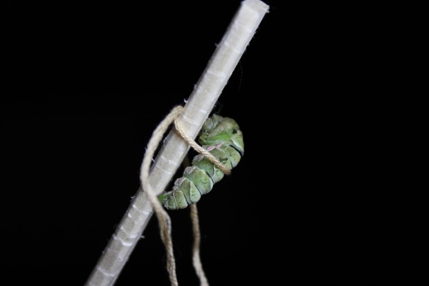 ナミアゲハの前蛹 - The japanese swallowtail butterfly prepupae