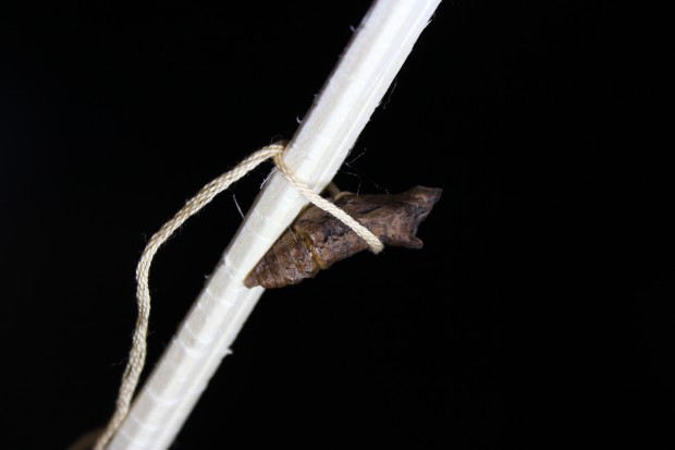 ナミアゲハの蛹 - The japanese swallowtail butterfly pupae