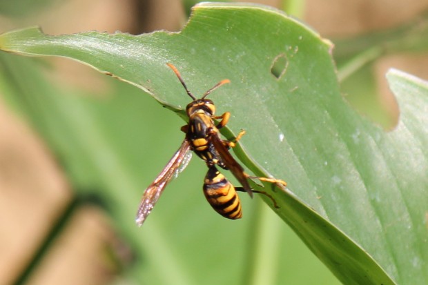 キアシナガバチ - Paper wasp