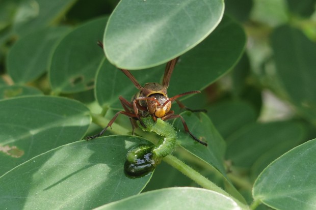 キボシアシナガバチ - Paper wasp