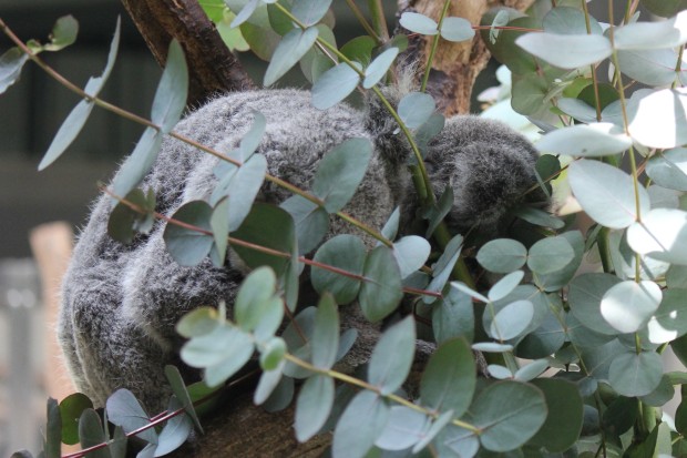 赤ちゃんコアラのパピー - Papie, Koala Baby