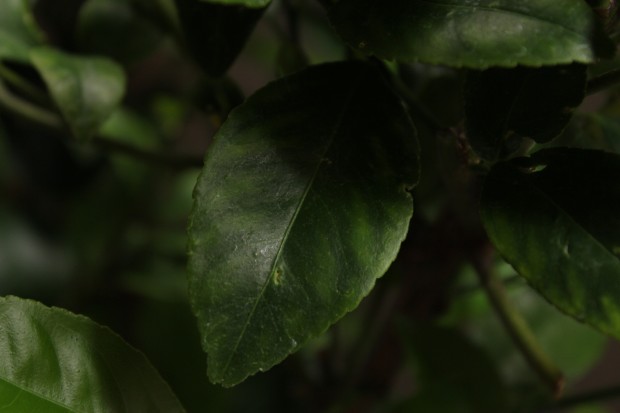 サイパンレモンの葉っぱ - The saipan lemon leaves