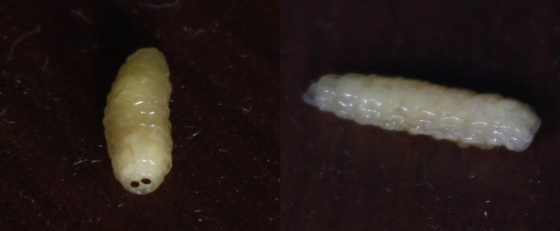 ヤドリバエの幼虫 - The tachina fly larvae