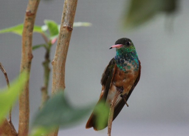 チャムネエメラルドハチドリ - Amazilia hummingbird