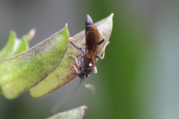 ツマジロハバチ - Asiemphytus albilabris