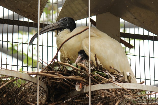 クロトキの赤ちゃん - Black headed ibis Baby