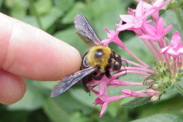 キムネクマバチ - Carpenter bee
