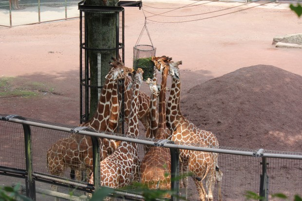 キリン - Giraffes