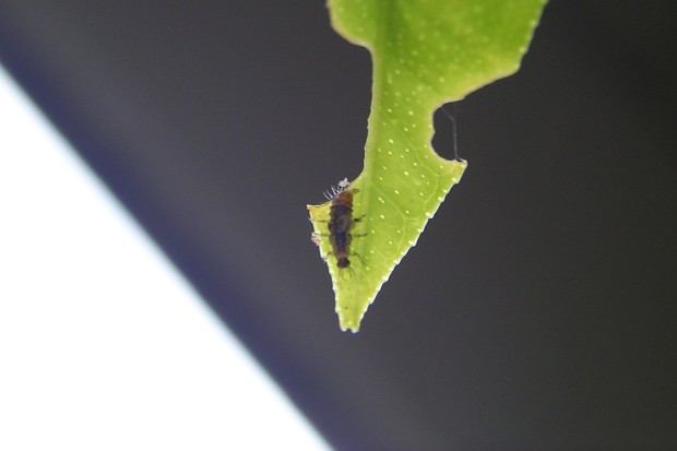 クサカゲロウの幼虫 - The green lacewing larvae