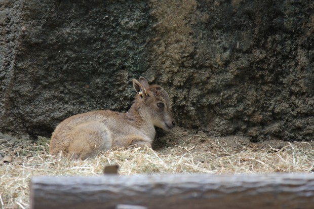 ヒマラヤタールの赤ちゃん - Himalayan tahr Baby