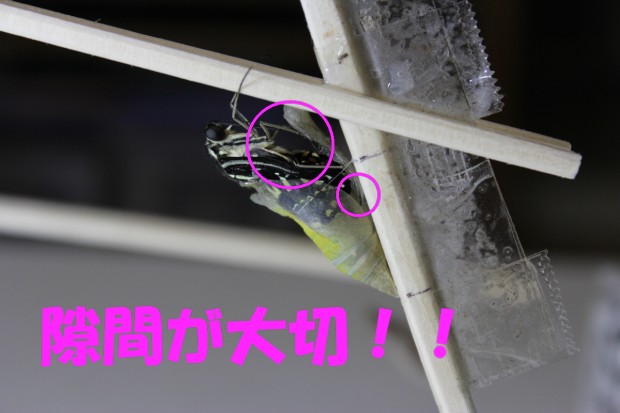 落下したナミアゲハの蛹と前蛹の救出方法 - How to rescue a japanese swallowtail butterfly pupae and prepupae