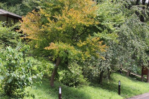 モミジ - Japanese maple tree
