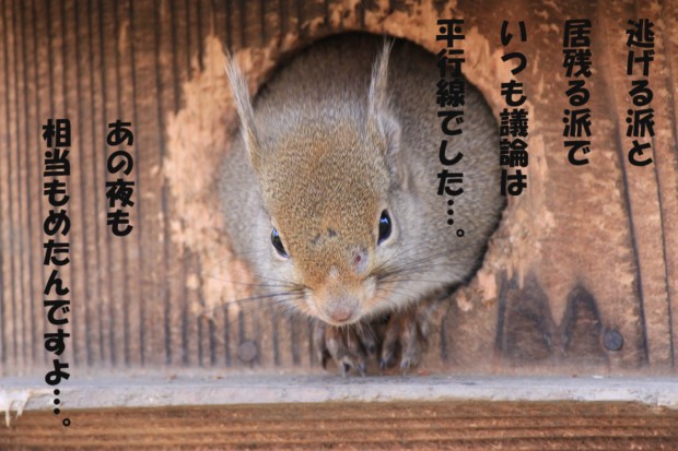 ニホンリス - Japanese squirrel
