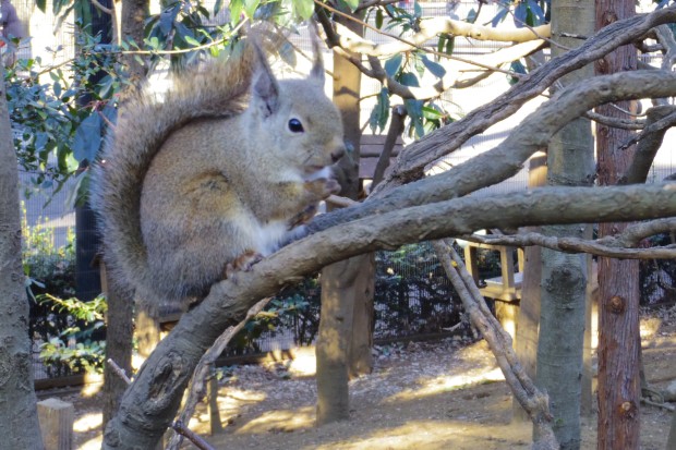 ニホンリス - Japanese squirrel