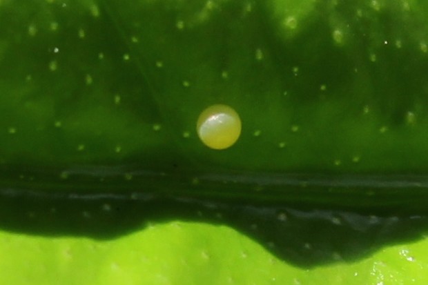 ナミアゲハの卵 - The japanese swallowtail butterfly egg
