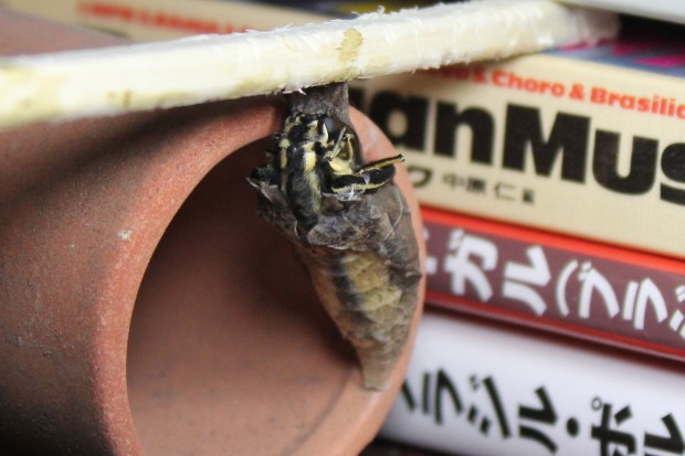 ナミアゲハの羽化 - The japanese swallowtail butterfly emergence